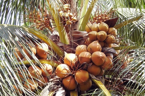 Promueven desarrollo sostenible de la industria de coco de Vietnam