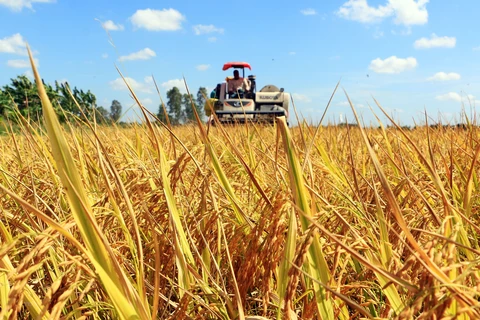 Desarrollan arroz asociado con crecimiento verde en Vietnam