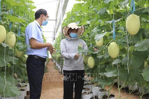 Impulsan desarrollo de personal agrícola en Vietnam