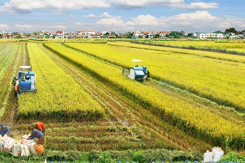 Agricultura: plataforma sólida de la economía vietnamita