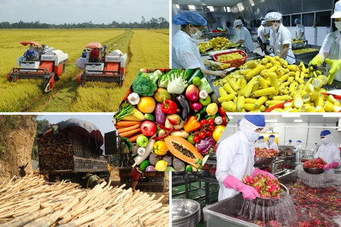EVFTA, oportunidad para productos agrícolas vietnamitas en mercado europeo