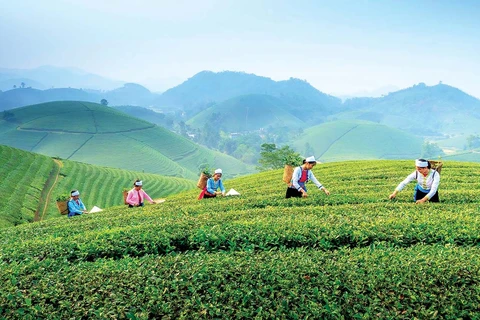 Promueven turismo comunitario asociado a cultura del té en provincia vietnamita