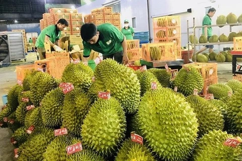 En alza exportaciones de frutas y verduras vietnamitas a China