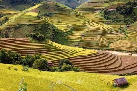 Buscan convertir terrazas de arroz en producto turístico único del Noroeste de Vietnam