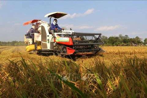 Atraen inversiones en desarrollo de cadena de valor del arroz en Delta del Mekong en Vietnam