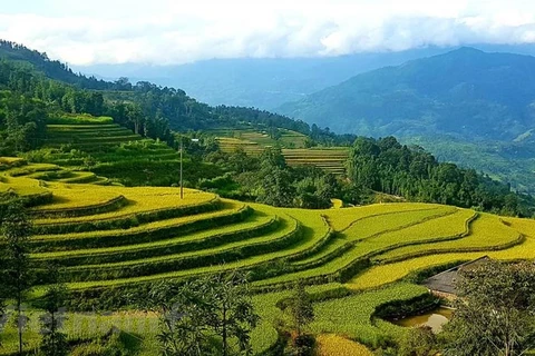 Contemplan terrazas de arroz hermosas en Hoang Su Phi