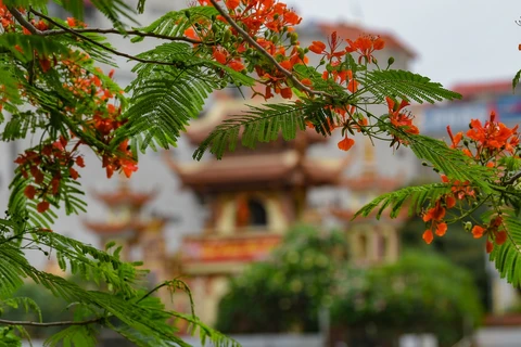 Flores del flamboyán tiñen de rojo las calles de Hanoi