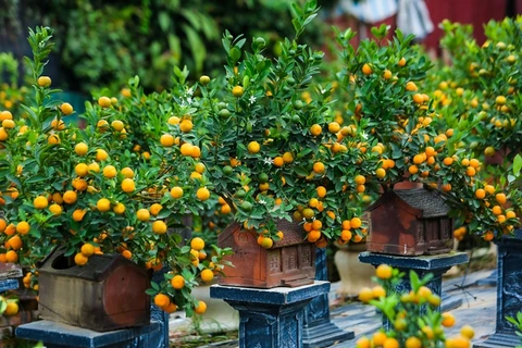 ¿Por qué los vietnamitas suelen decorar su casa con melocotones, albaricoques y kumquats durante el Tet? 