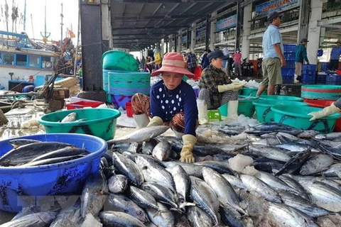 Pescadores de provincia vietnamita en temporada de cosecha de atún