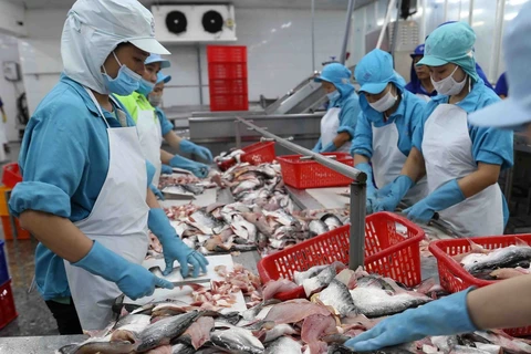 Exportaciones de pescado Tra de Vietnam aumentan de enero a mayo