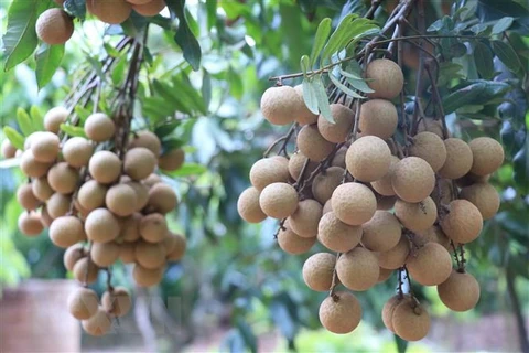 Provincia vietnamita de Son La busca mercados para el longan