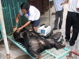 Viet Nam impulsa preservación de oso 