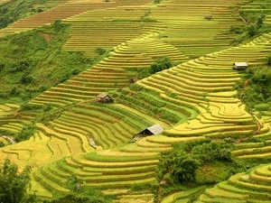 Las magníficas terrazas de arroz de Mu Cang Chai 