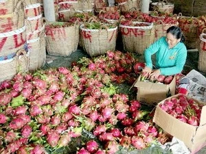 Empaquetamiento de frutas de dragón para la exportación (Fuente: VNA)