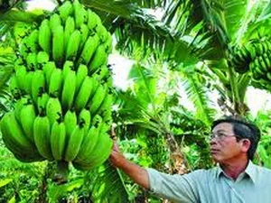 Plátano LaBa (Fuente: VNA)