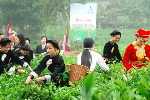 Numerosas actividades se organizaron en el marco del segundo Festival de Té, en desarrollo en la provincia norteña vietnamita de Thai Nguyen (Fuente: VNA)