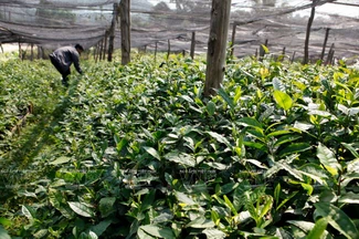 Té Shan Tuyet de Dien Bien 