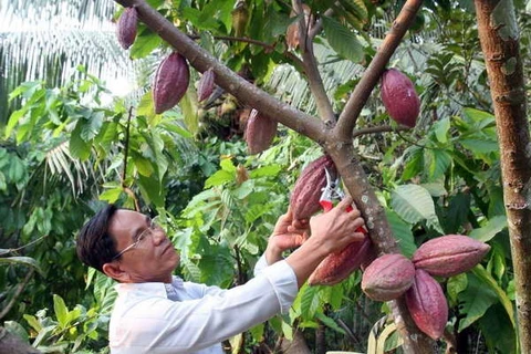 Impulsan cultivos de cacao en Delta del Mekong 