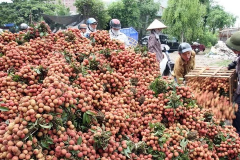 Bac Giang busca mercado receptor de lichi 