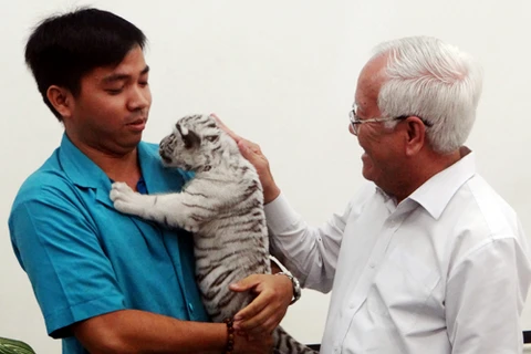 Trois magnifiques bébés tigres blancs naissent au Vietnam