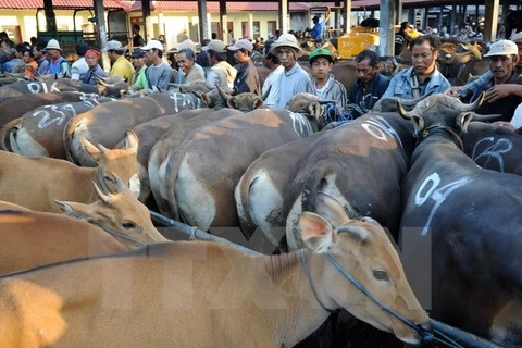 Le Vietnam, 2e débouché pour le bétail domestique australien