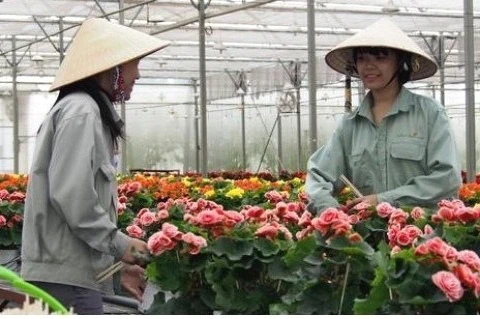 Le Vietnam, l’un des premiers exportateurs de fleurs d’Asie, selon Nikkei 
