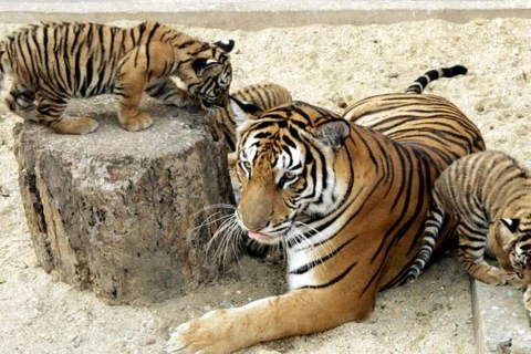 Le Vietnam ne recense que 20 tigres d'Indochine