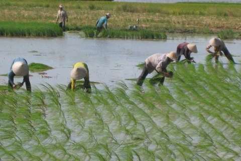 La riziculture à faibles émissions de CO2, l’une des priorités du Vietnam