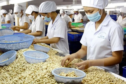 Le Vietnam, premier exportateur mondial de noix de cajou pour la 8e année consécutive 