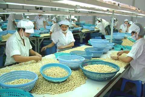 Hausse de 18% des exportations vietnamiennes de noix de cajou 