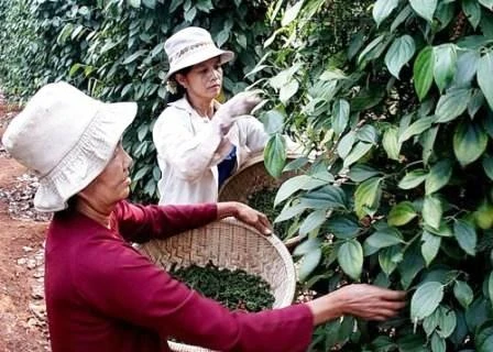 Etats-Unis, le plus grand débouché pour le poivre vietnamien 
