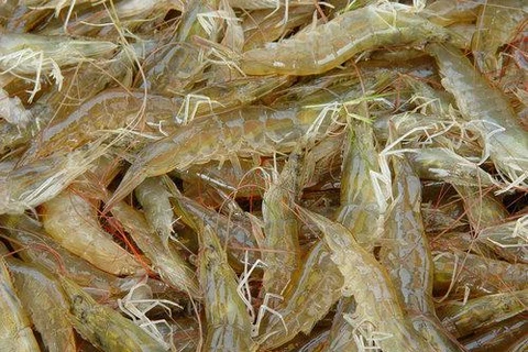  Les Allemands friands des crevettes à pattes blanches du Vietnam 