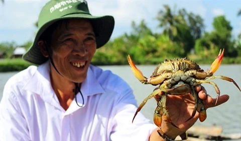 Le crabe de Nam Can de Cà Mau devient une marque commerciale 