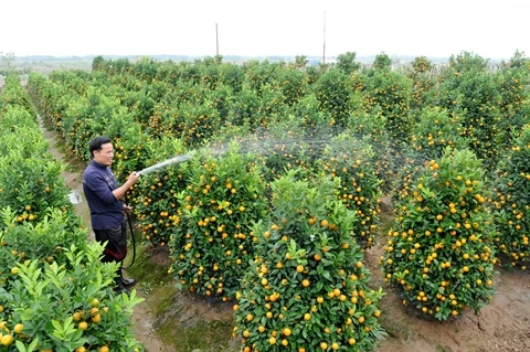 Cultivateur de kumquats et pêchers, un métier anxiogène