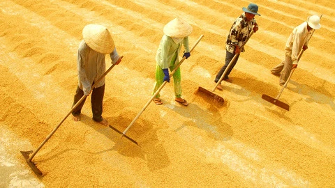 La production de riz estimée à 45,2 millions de tonnes