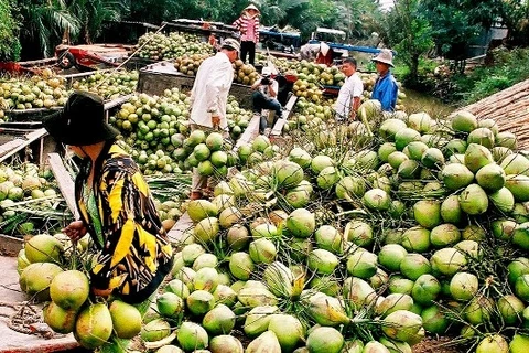 Produits à base de noix de coco : 30% des exportations de Bên Tre