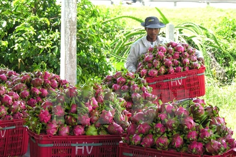 Bond des exportations nationales de fruits et légumes en 2015