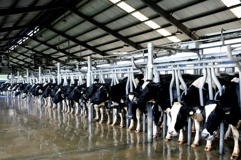 Investissement vietnamien dans un projet de vaches laitières en Russie