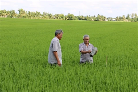  Plus de 6 millions de tonnes de riz exportées en 2015