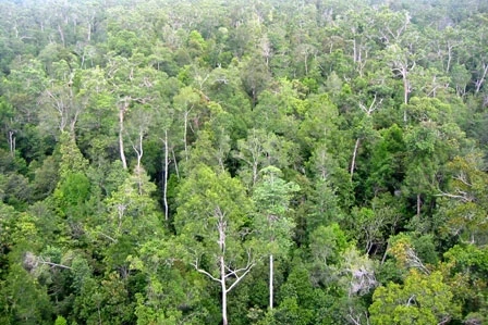 Le Vietnam s’engage dans la gestion durable des forêts