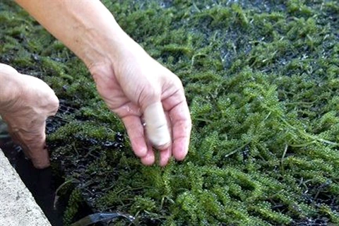 La culture des algues de raisins de mer : un métier rentable
