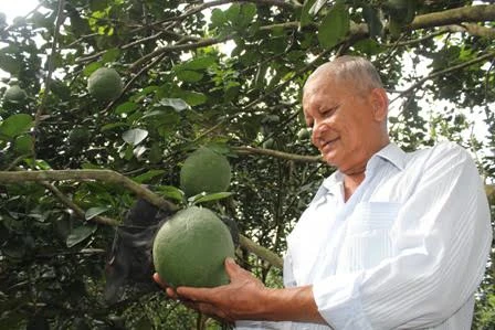 Les pamplemousses à écorce verte, la nouvelle "arme verte" de Bên Tre