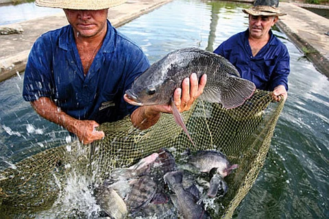 Aquaculture : le Vietnam participera à un projet régional financé par la FAO