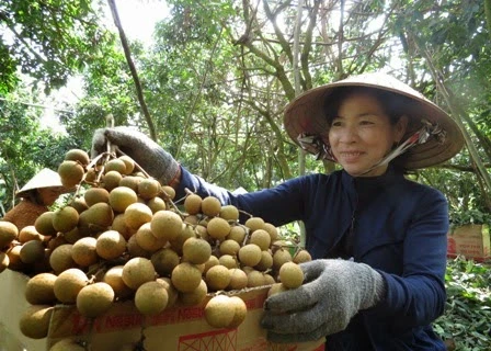 Dông Thap: 100 tonnes de longanes Edor expédiées aux Etats-Unis