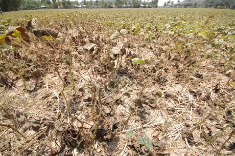 Le gouvernement renforce les mesures de lutte contre la sécheresse et la salinisation