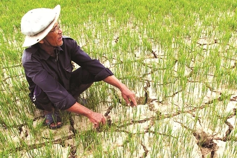 Le Vietnam s’attèle à lutter contre la sécheresse