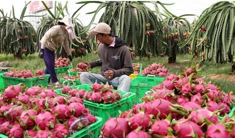 Bond des exportations nationales de fruits et légumes au 1er trimestre