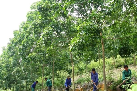 JICA aide la région du Tay Bac dans la gestion durable des ressources naturelles
