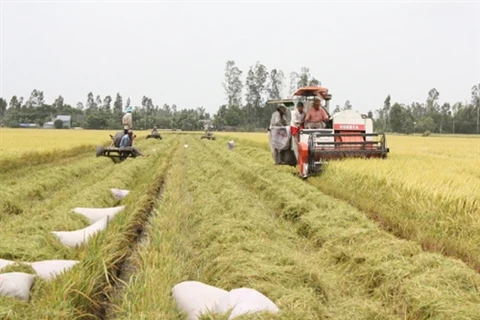 Des entraves pour les exportations de riz