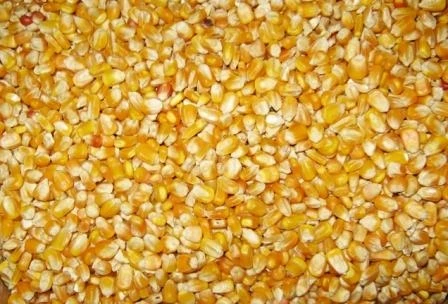 Maïs: nette hausse des importations nationales au 1er trimestre